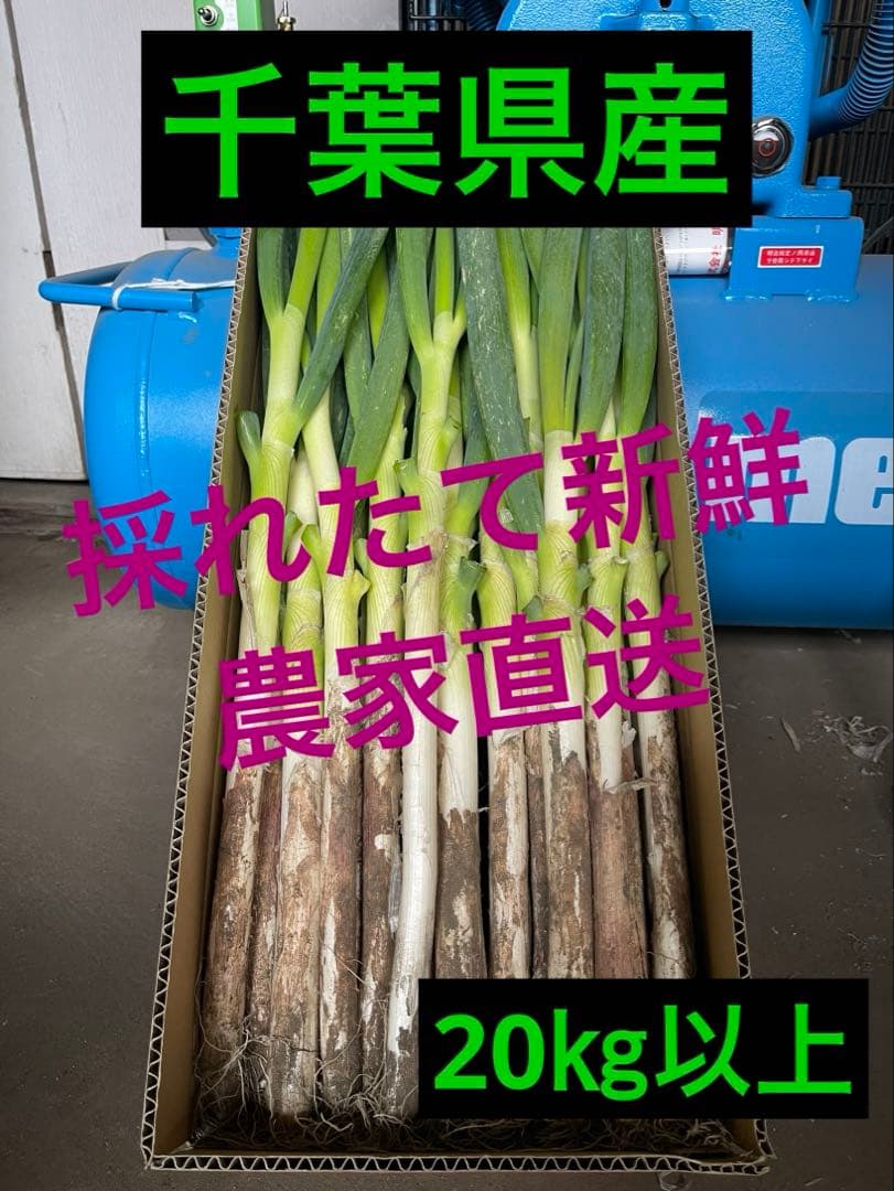 （28）農家直送千葉県産ミネラル豊富な長ネギ20㎏おまけ付き