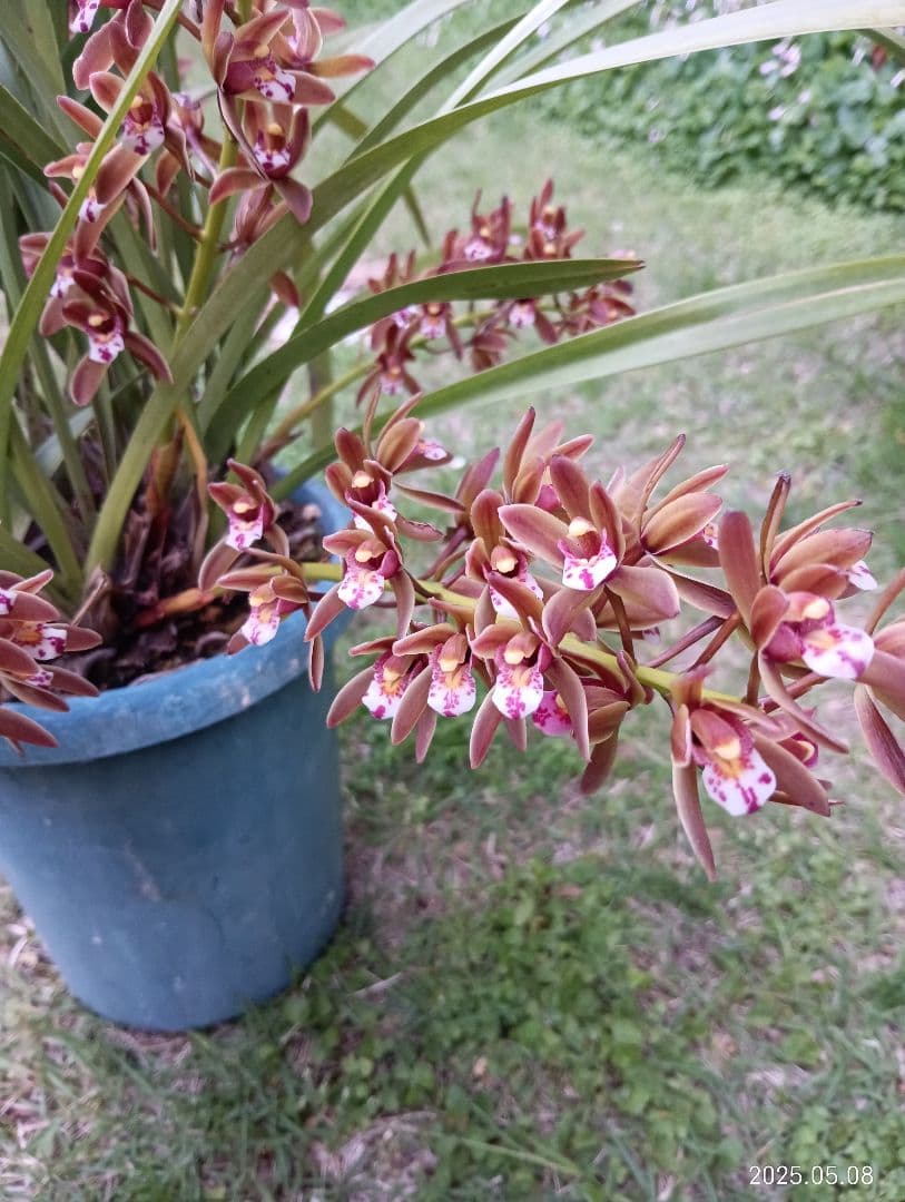 ヒヨコです　ニホンミツバチの百花蜜　国産天然ハチミツ　1180グラム　2本