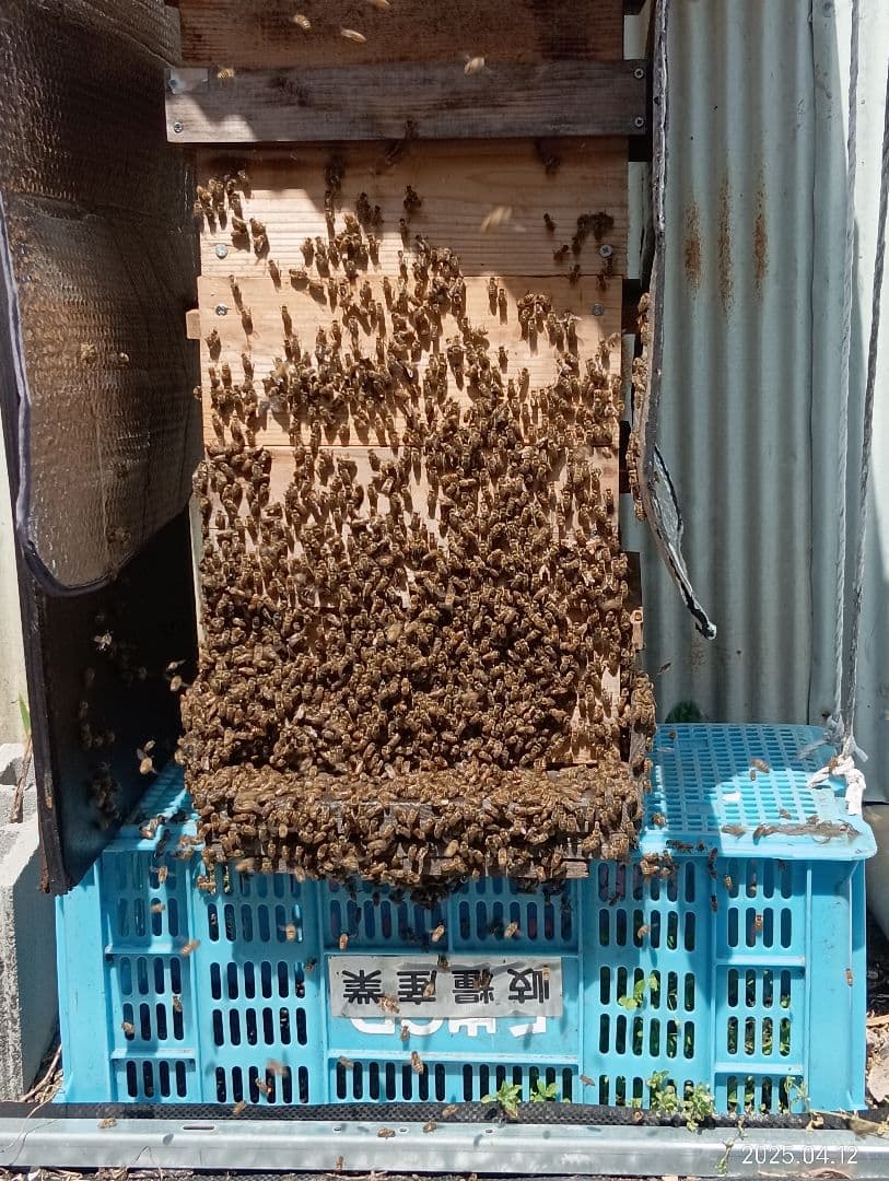 ヒヨコです　ニホンミツバチの百花蜜　国産天然ハチミツ　1180グラム　2本