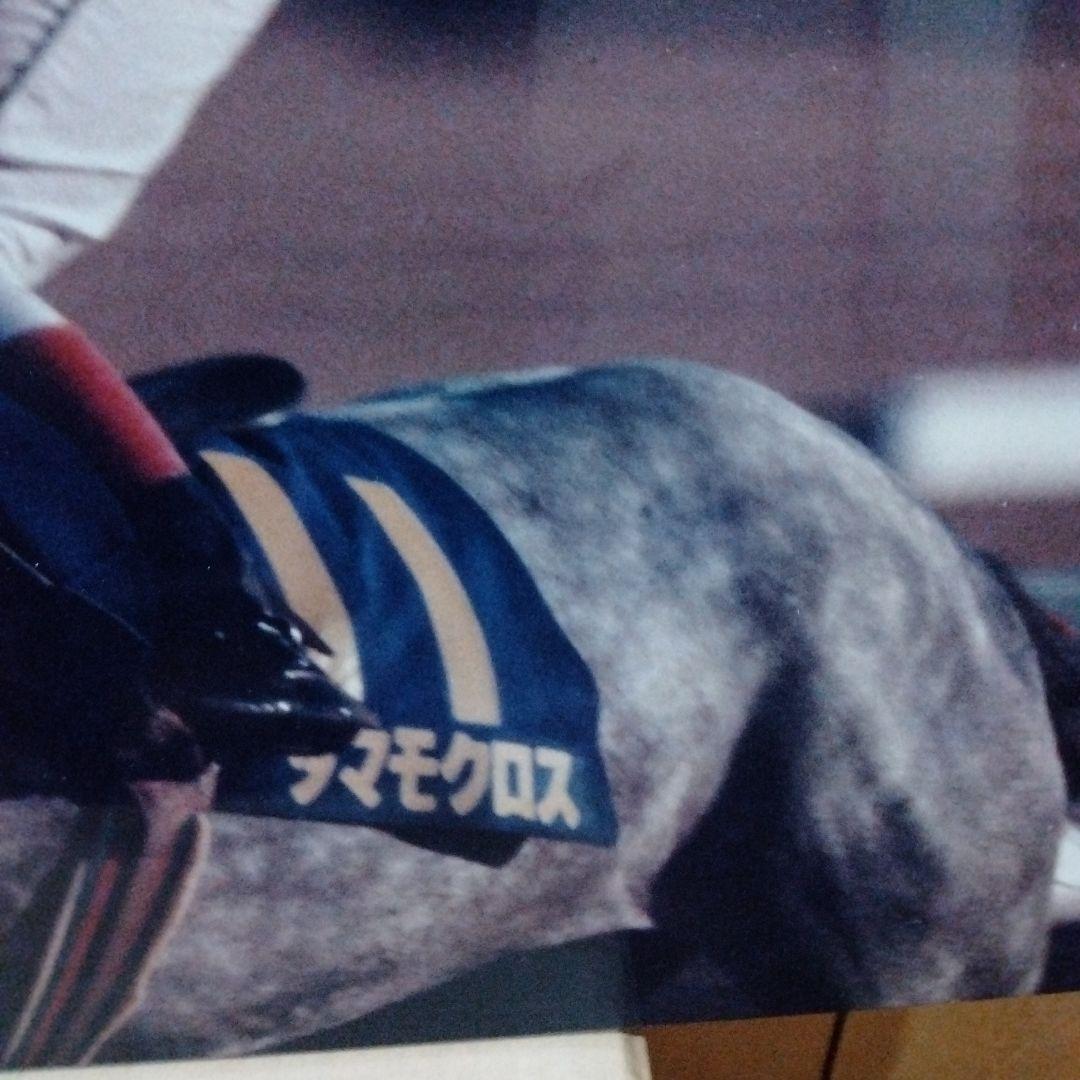 稲妻２世芦毛タマモクロス写真パネル（１９８８年１２月２５日中山有馬記念）引退記念