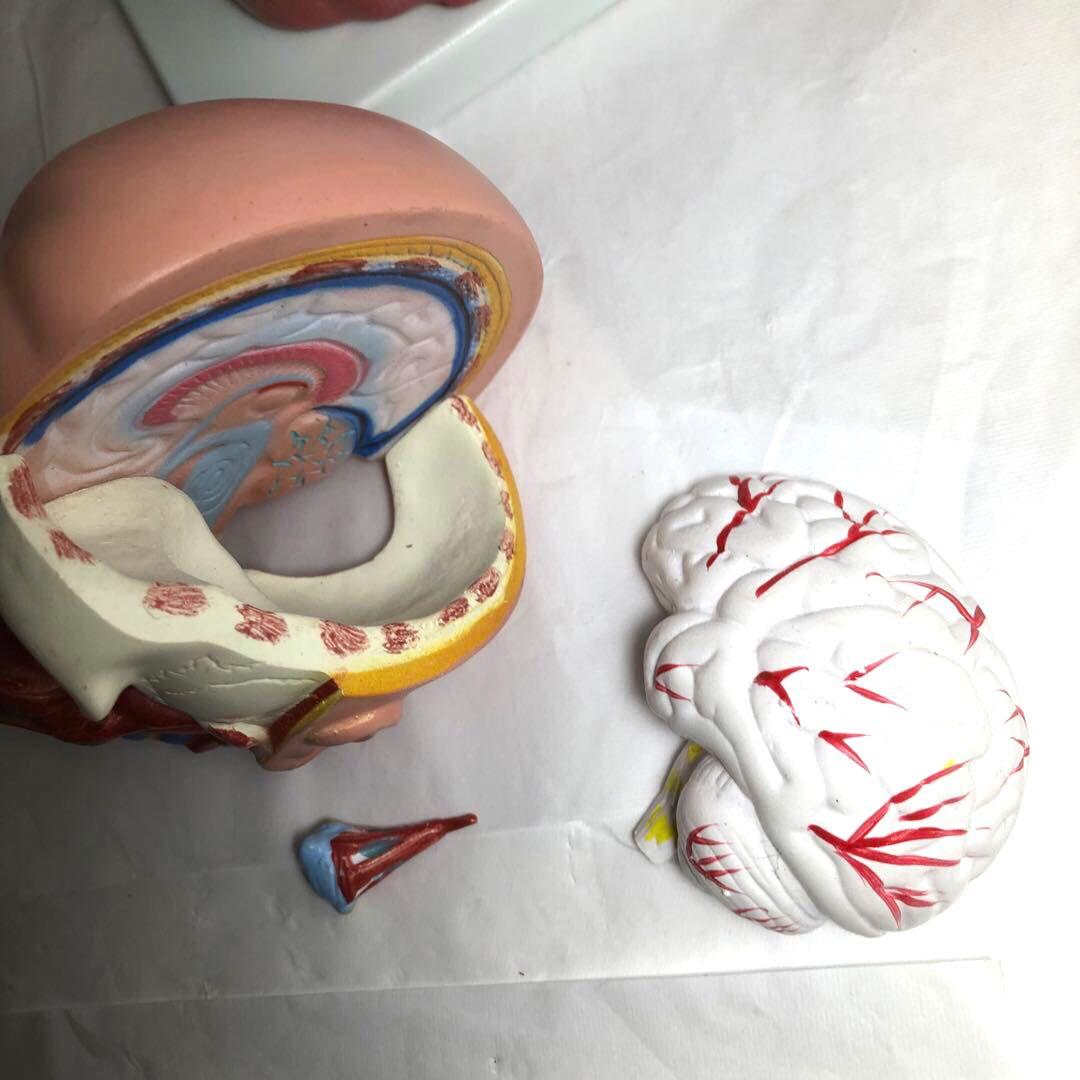 人体模型　解剖