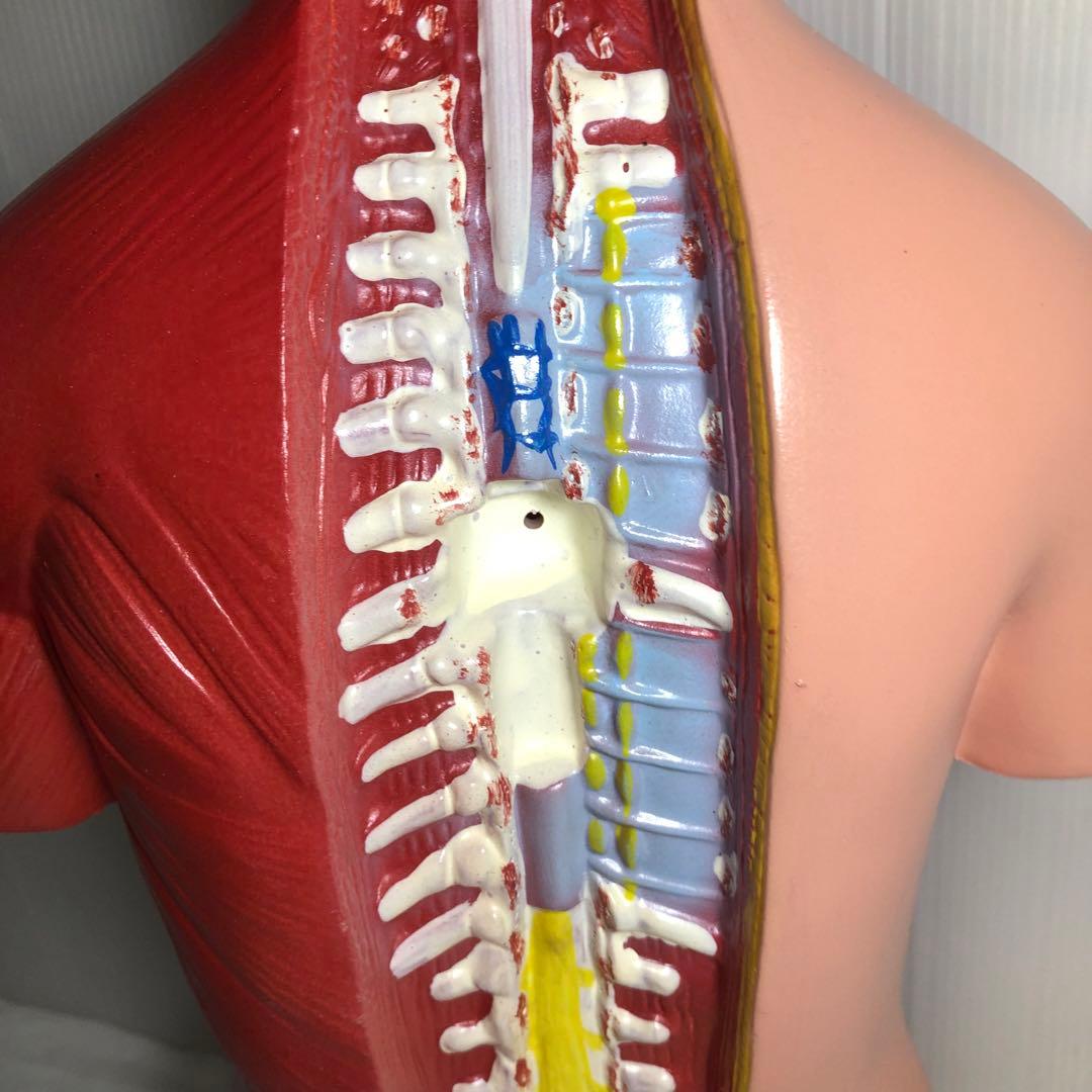 人体模型　解剖