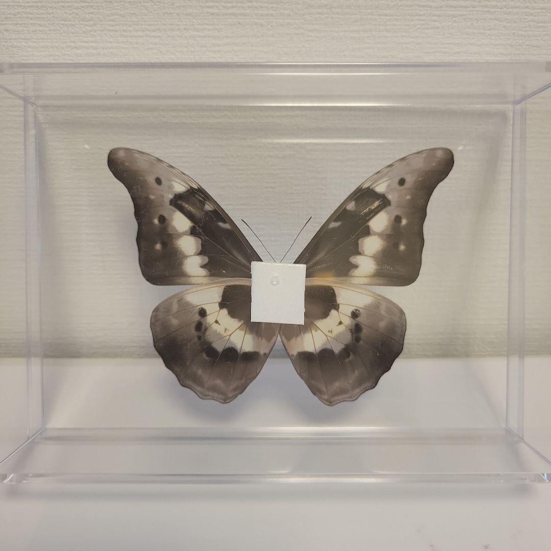 蝶の標本　ジャングルを舞う宝石(特珍)