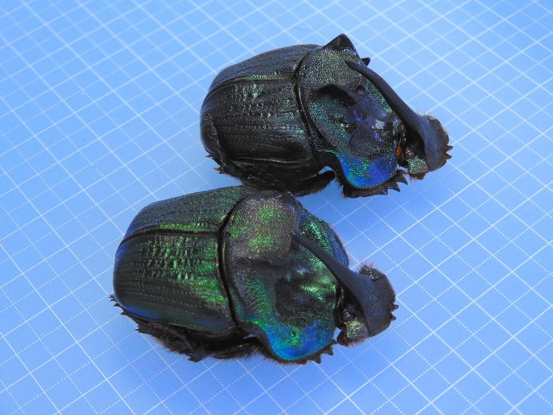 特大!! エンシフェールニジダイコクコガネ 49mm 49mm