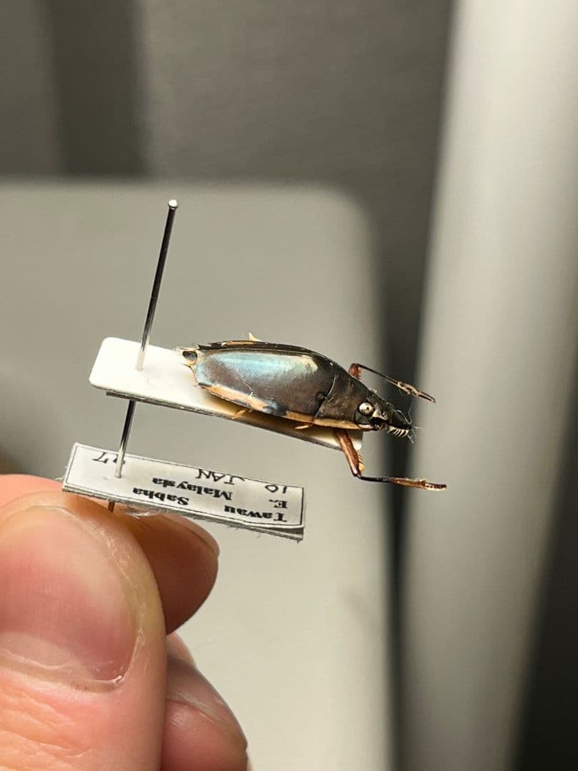 【20mm】ロケットミズスマシ トガリフチドリミズスマシ タガメ コオイムシ標本