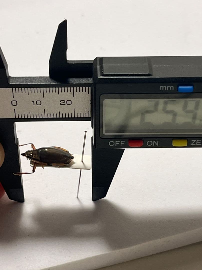 【20mm】ロケットミズスマシ トガリフチドリミズスマシ タガメ コオイムシ標本