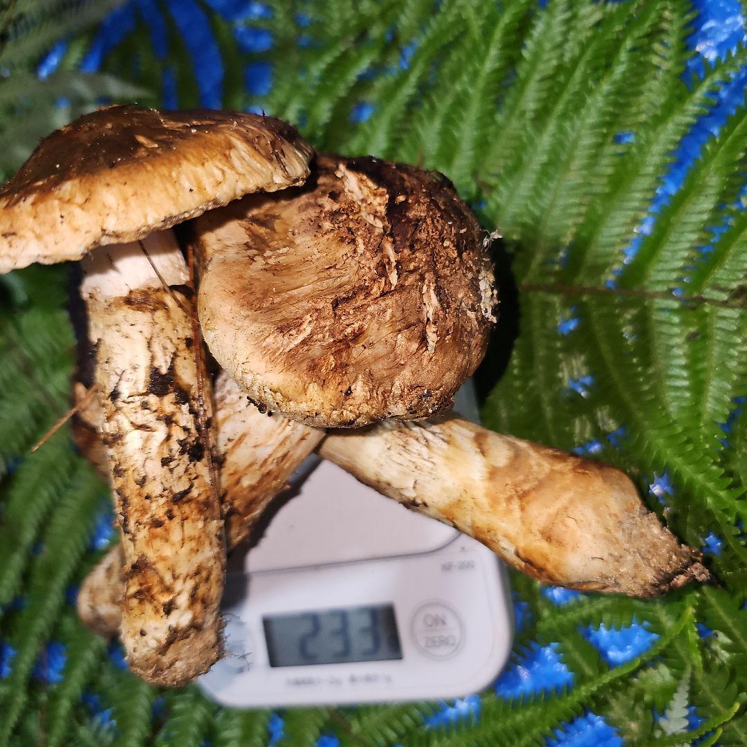 広島県産 松茸 233g