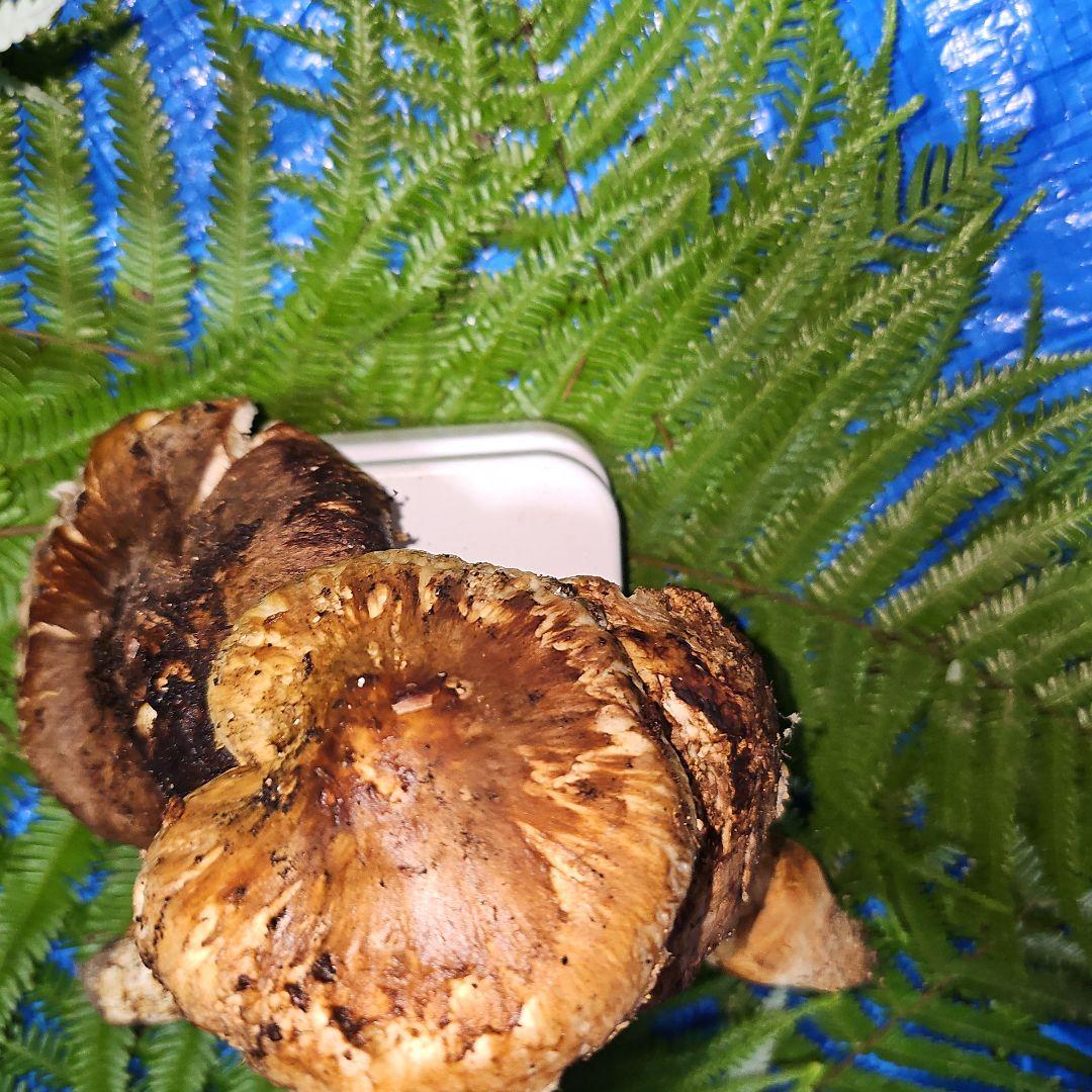 広島県産 松茸 233g