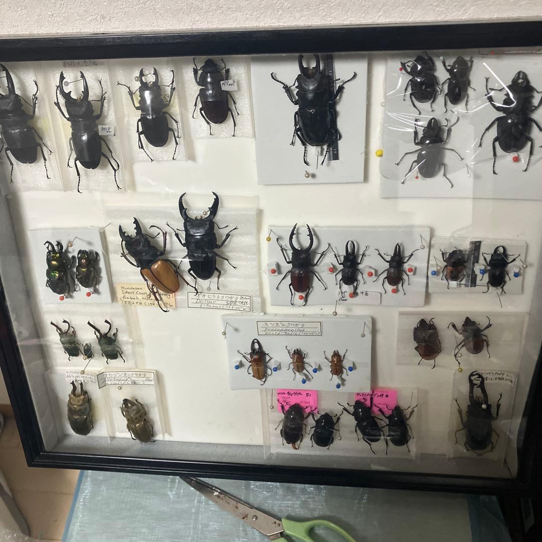 クワガタ標本セット フレーム付き
