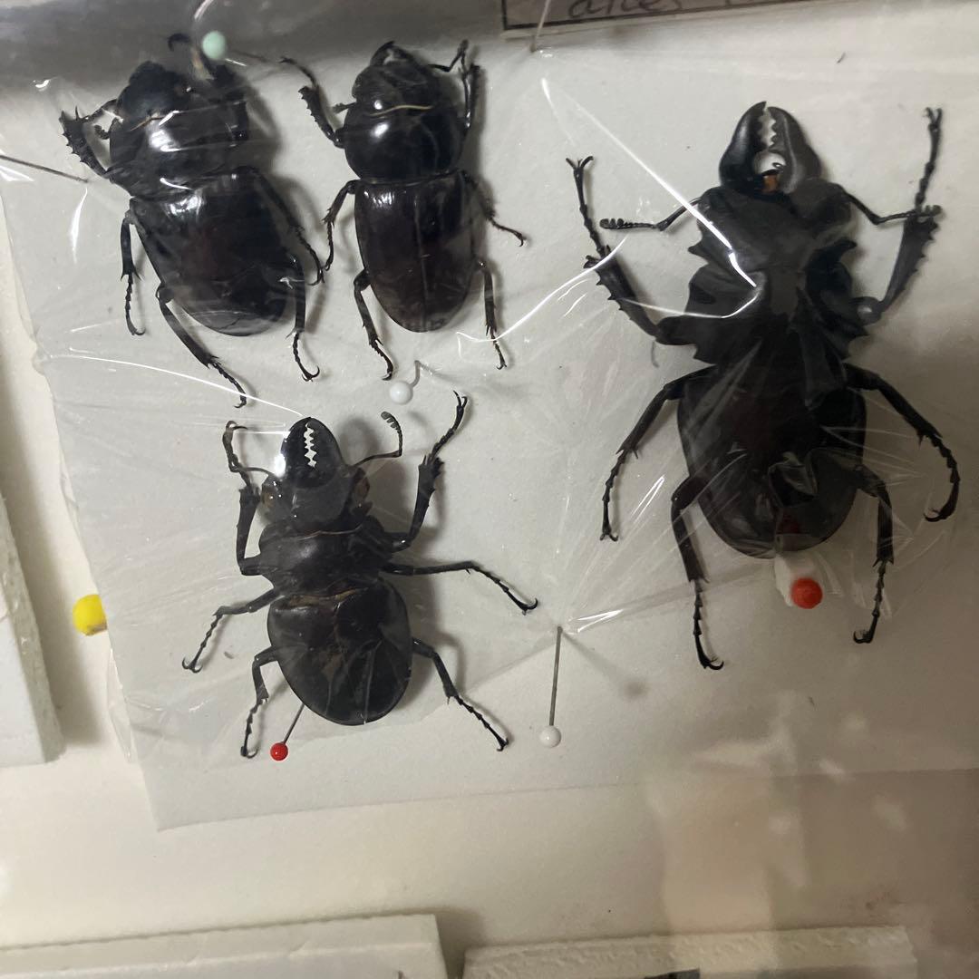 クワガタ標本セット フレーム付き