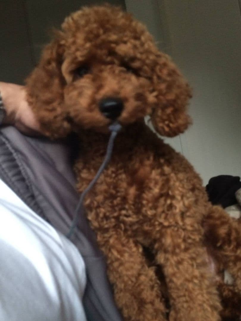 写真になります