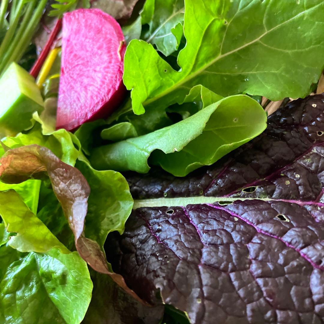 豊かな香り彩りの　restaurant salad