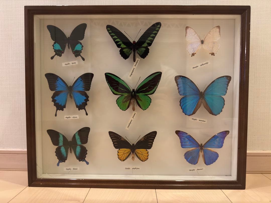 蝶の標本 多種類セット