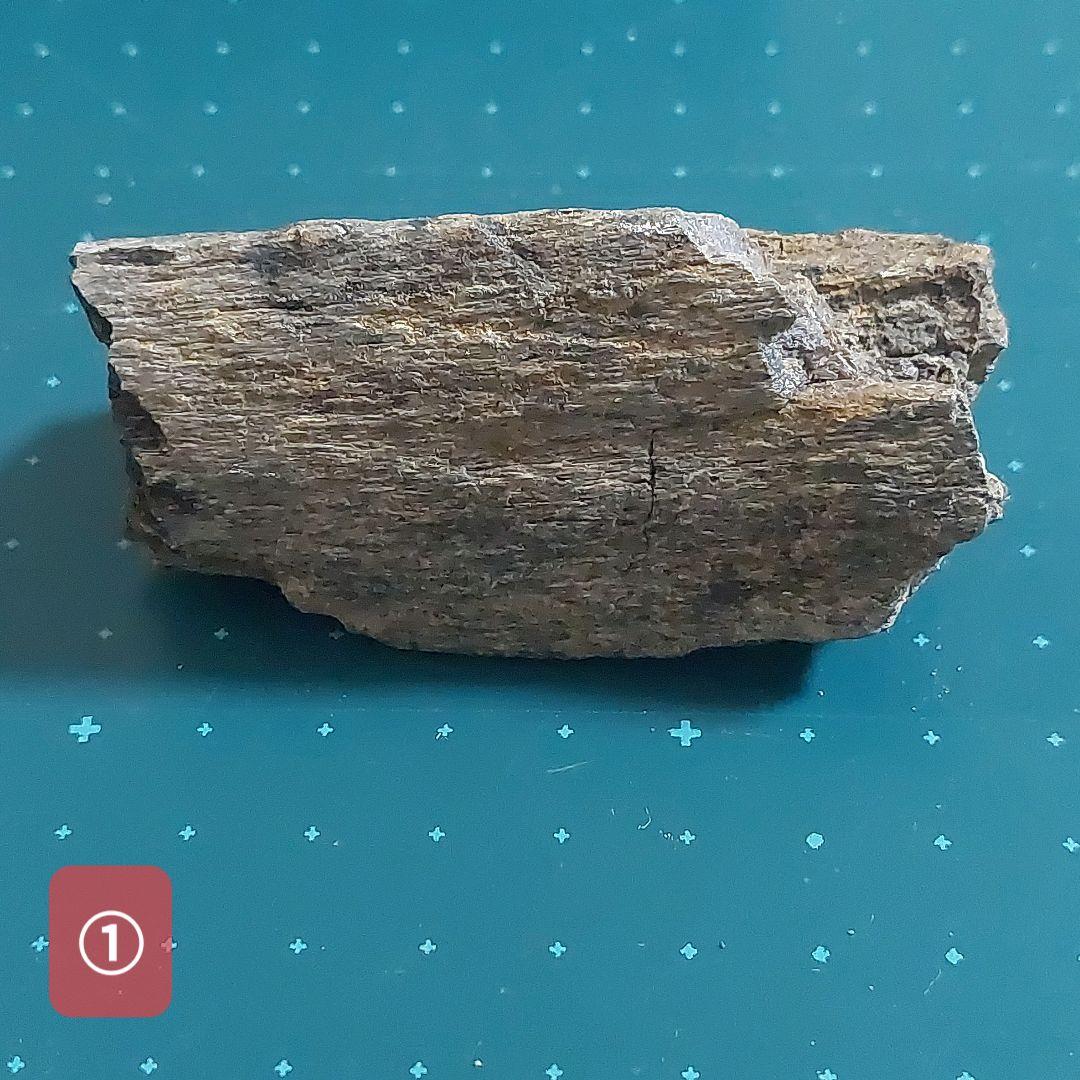 【未使用】カナダ　アルバータ州　恐竜　骨　化石　ティラノサウルス