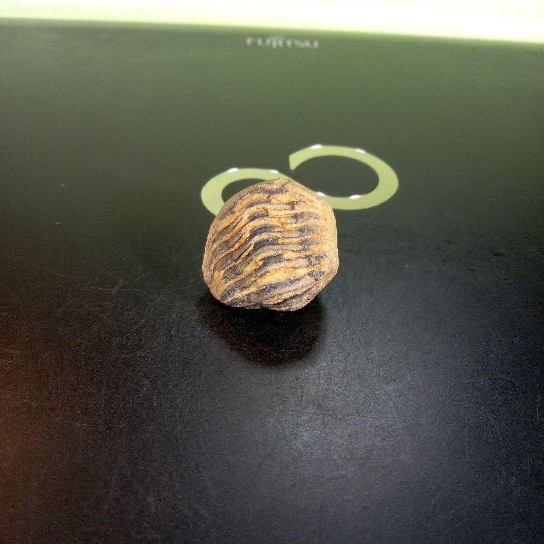 三葉虫　化石　fossil　ボリビア産　trilobite　Bolivia化石⑦