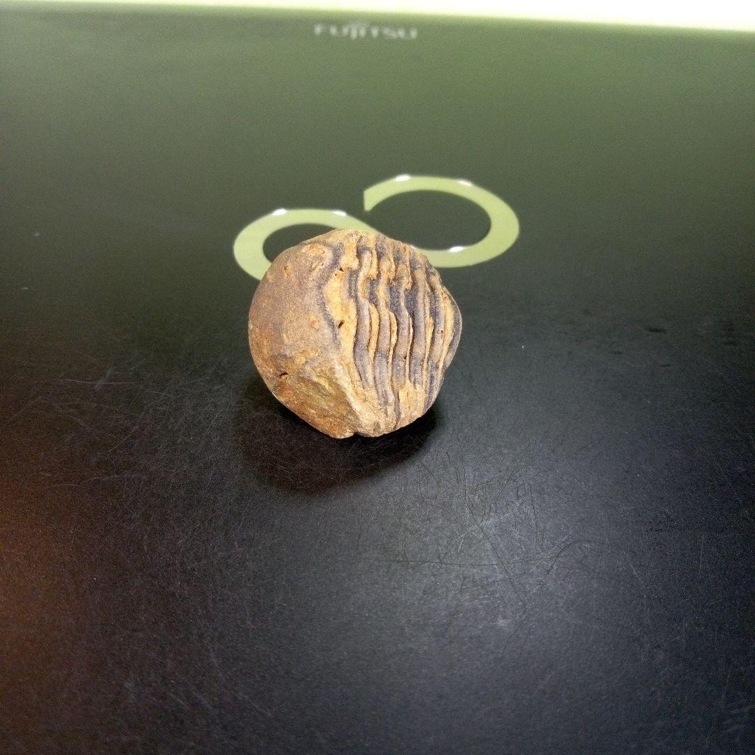 三葉虫　化石　fossil　ボリビア産　trilobite　Bolivia化石⑦