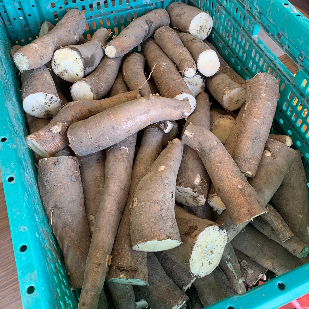 商品説明欄必読【訳アリ品SALE！】キャッサバ芋 20kg