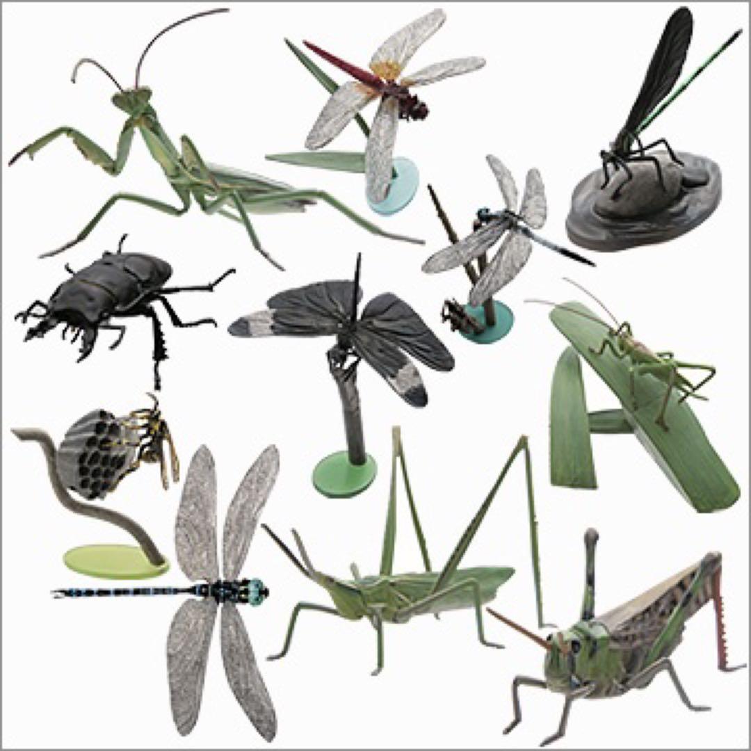 原色日本昆虫図鑑Ⅱ