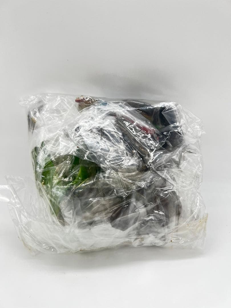 原色日本昆虫図鑑Ⅱ