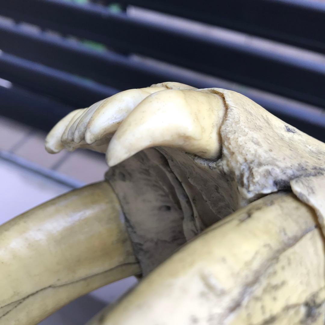 サーベルタイガー　スミロドン　頭骨　レプリカ　博物館級