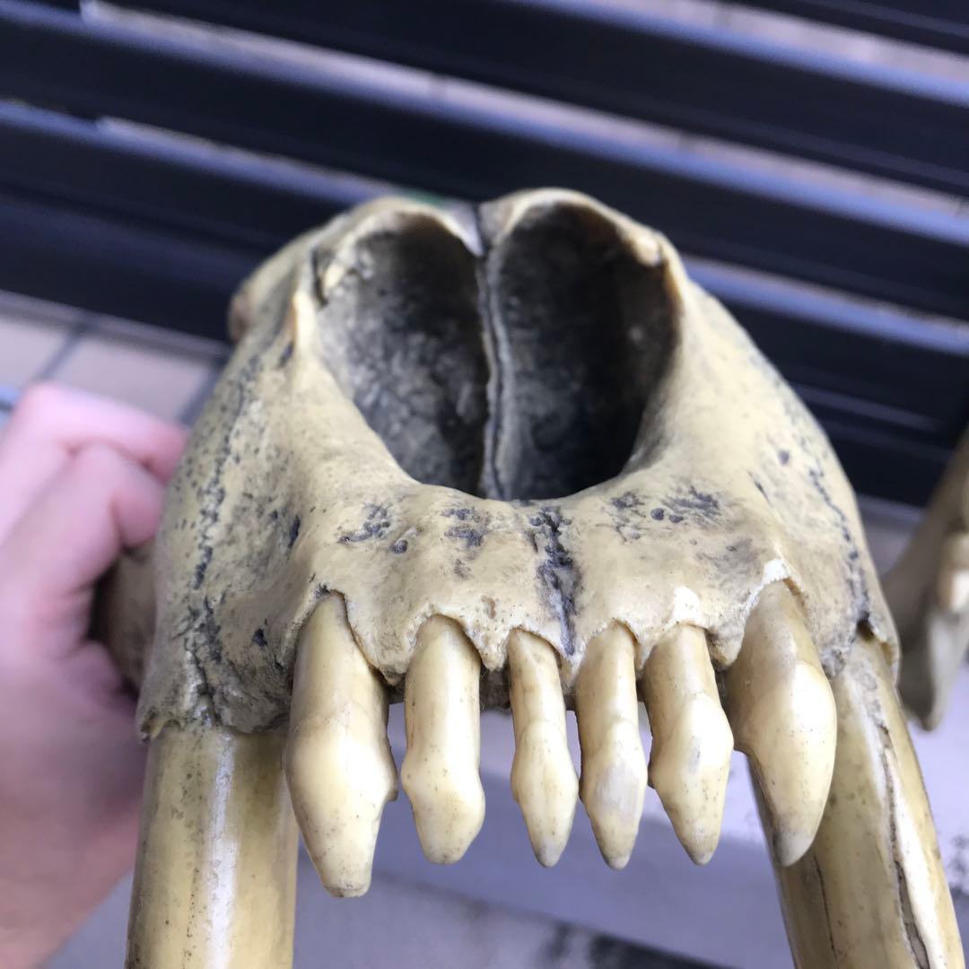 サーベルタイガー　スミロドン　頭骨　レプリカ　博物館級