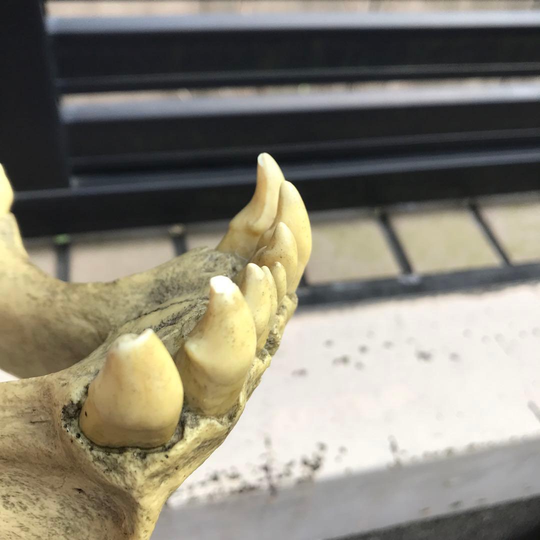 サーベルタイガー　スミロドン　頭骨　レプリカ　博物館級