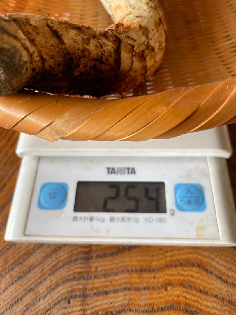 本日採れたて　お得‼️南信州松茸極上開き　ツボミ　ワレ　623g