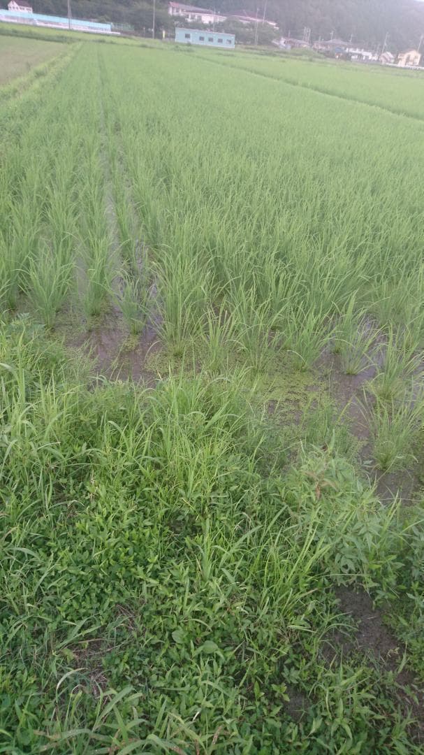 微生物自然栽培　米　ヒノヒカリ 10㎏　６年産