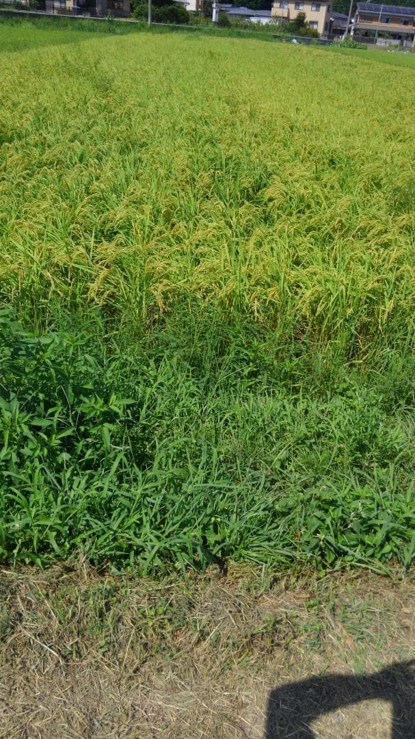 微生物自然栽培　米　ヒノヒカリ 10㎏　６年産