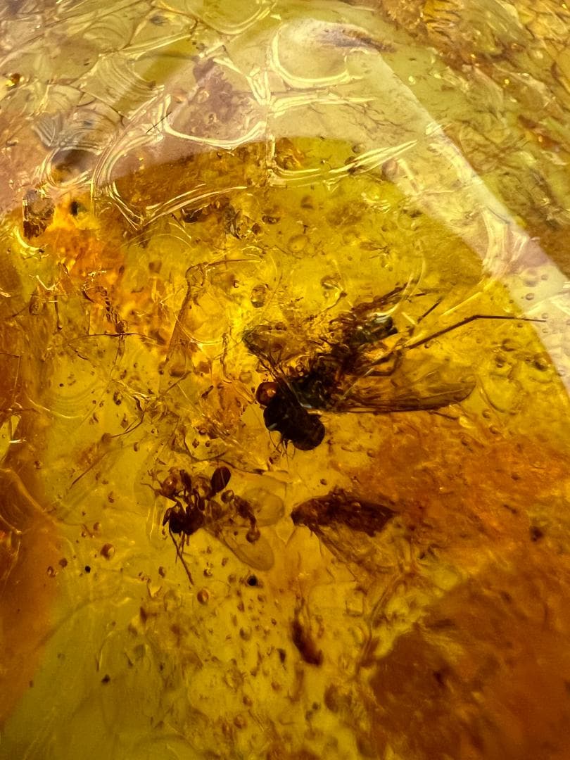 虫入り琥珀　多種多様な虫を内包した　バルティック　アンバー　バルト海沿岸地域産