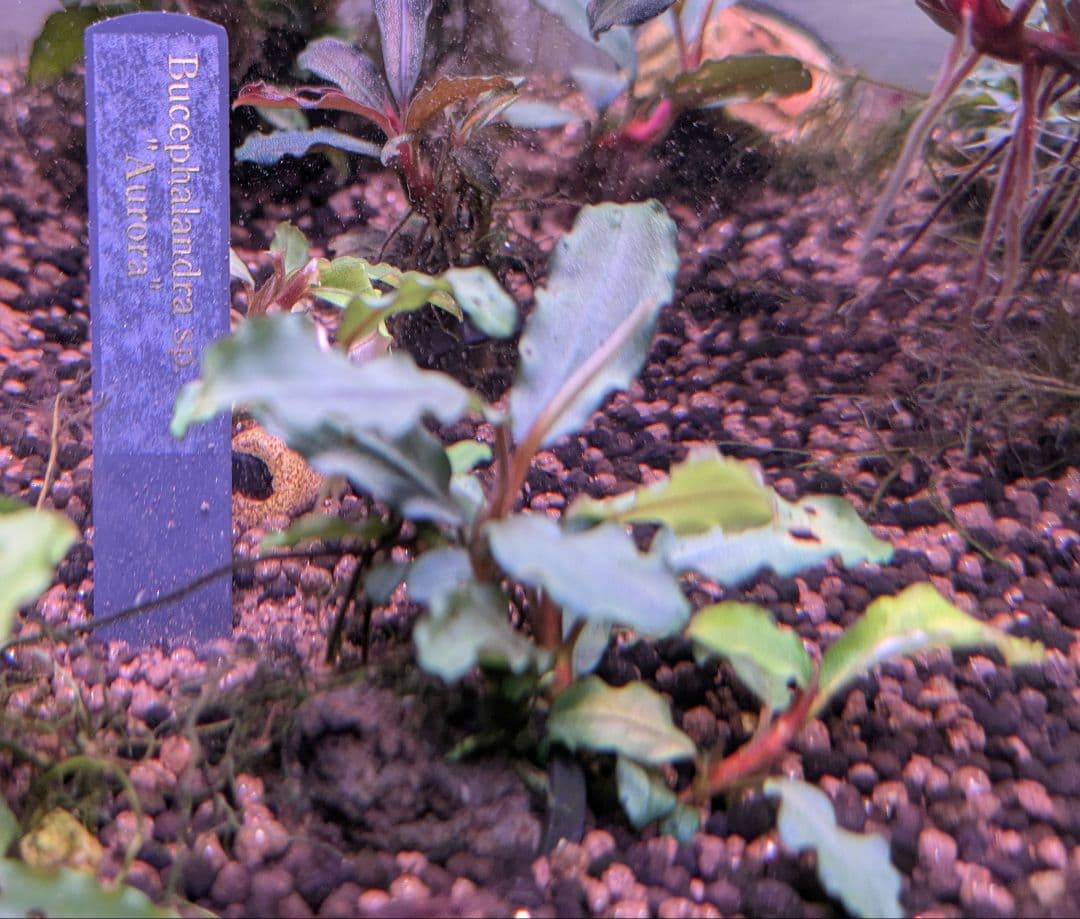 【銀葉の最上級】ブセファランドラspオーロラKN便　水中葉　コケ・スネールなし