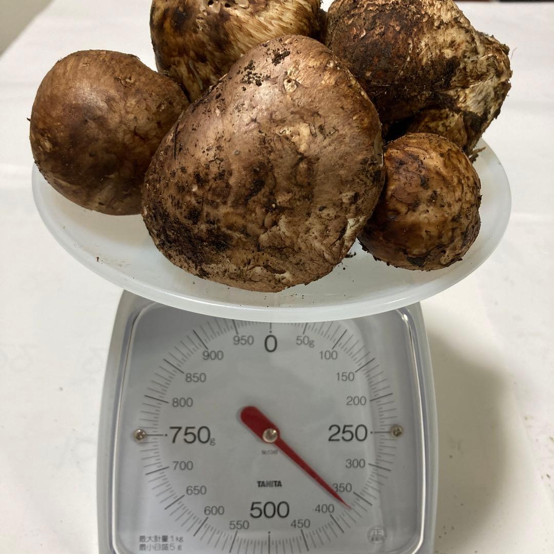 岩手県産　松茸　訳あり(370g)