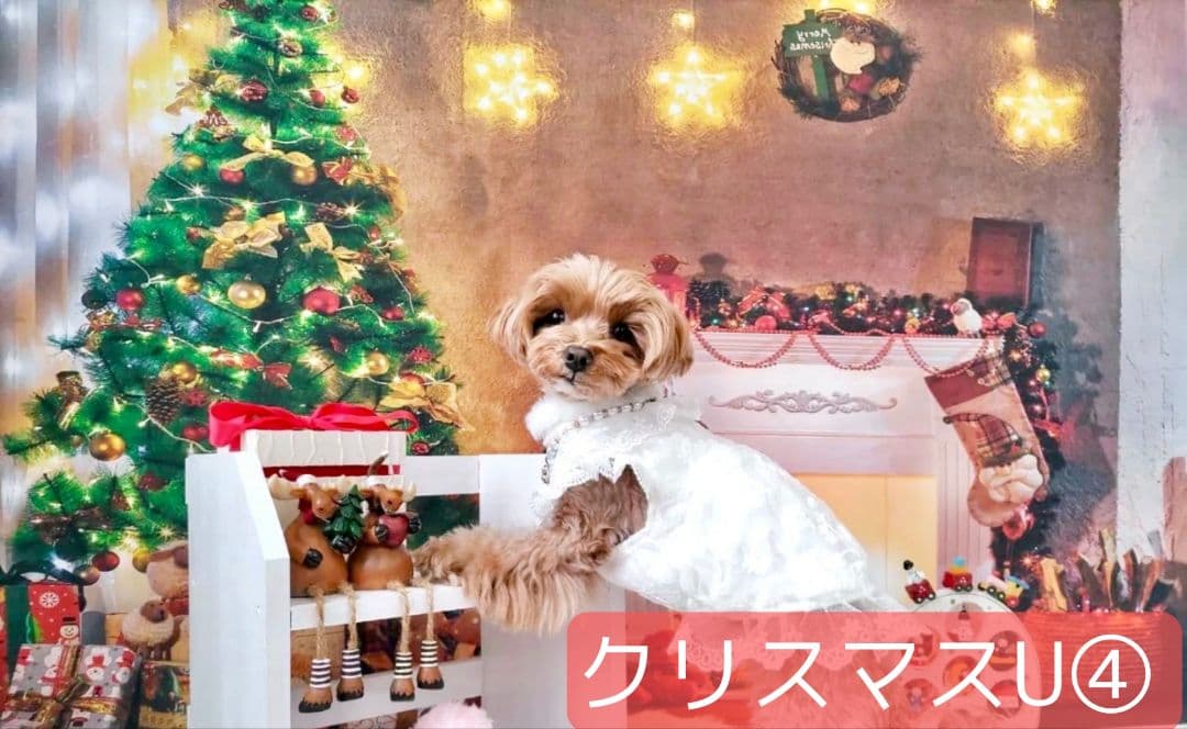 背景布【秋XA】サンプル80×120cm　ペット撮影用ブース　運動会　お月見