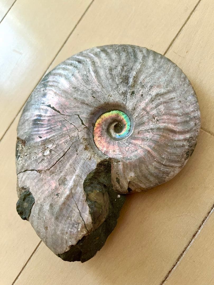 虹入りアンモナイト化石　大きめサイズ13.5cm アンモライト