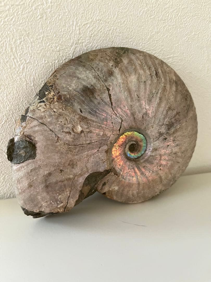 虹入りアンモナイト化石　大きめサイズ13.5cm アンモライト