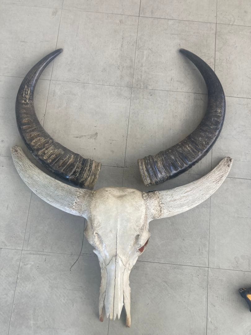 バッファロースカル　特大　壁飾り　オブジェ　アンティーク