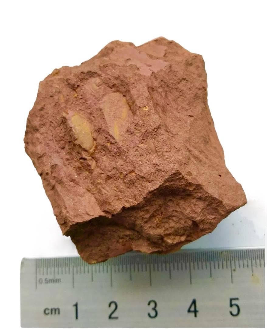 コレクション放出 Virgulaxonia elegans 中国雲南省 化石