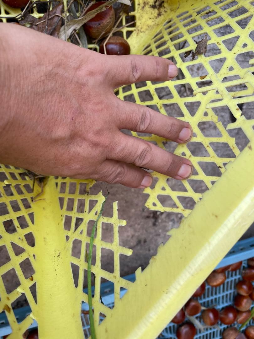 栗（栗きんとん用）　リピーター限定