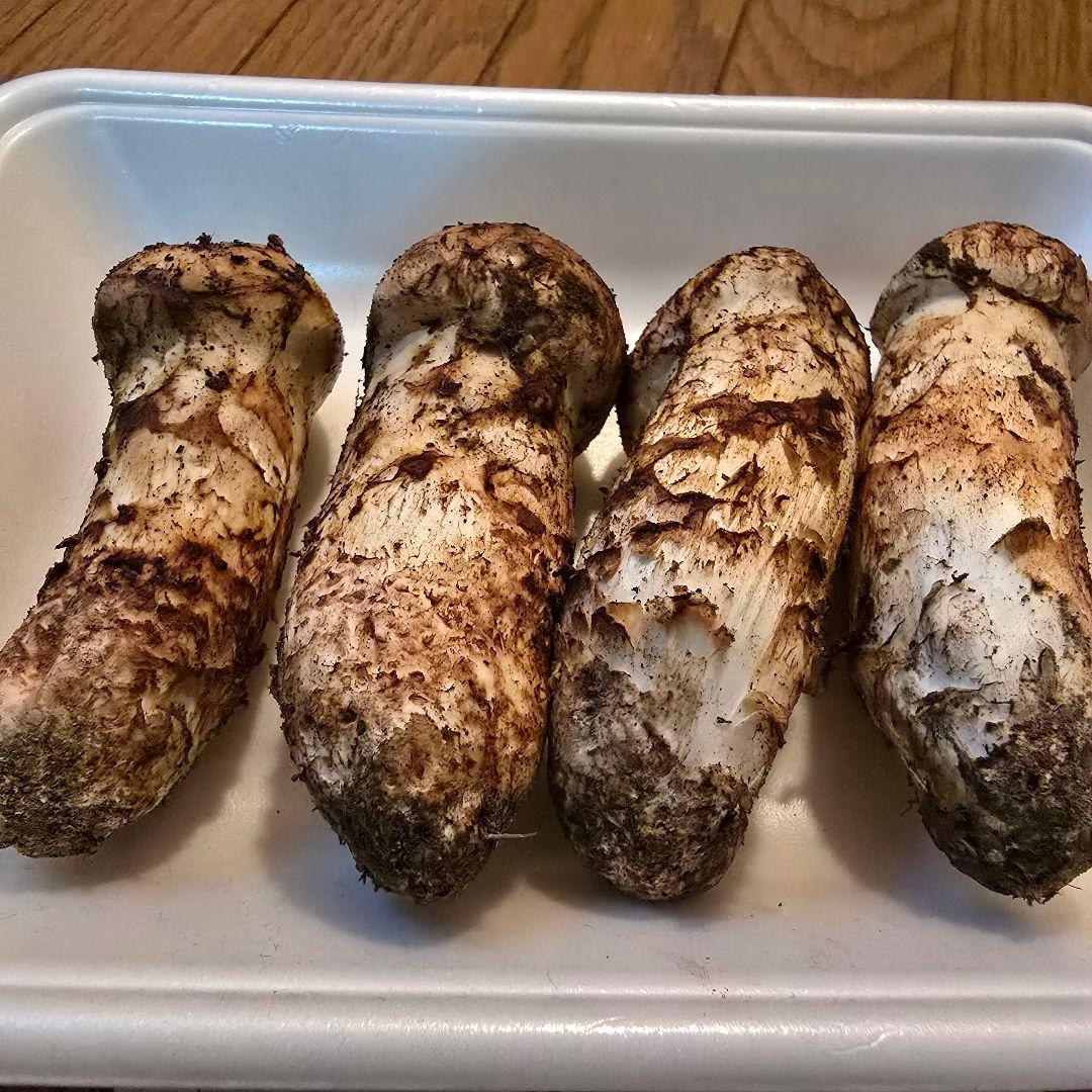 ②岩手県沿岸産 天然松茸【蕾】142ｇ 【本日限り送料無料‼️】