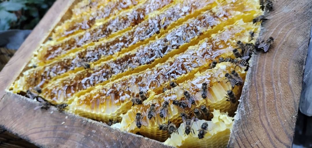 採れたて新鮮！日本蜜蜂の巣蜜