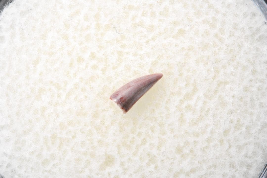 化石 コエロフィシス 歯 [DS394] 恐竜 希少 レア