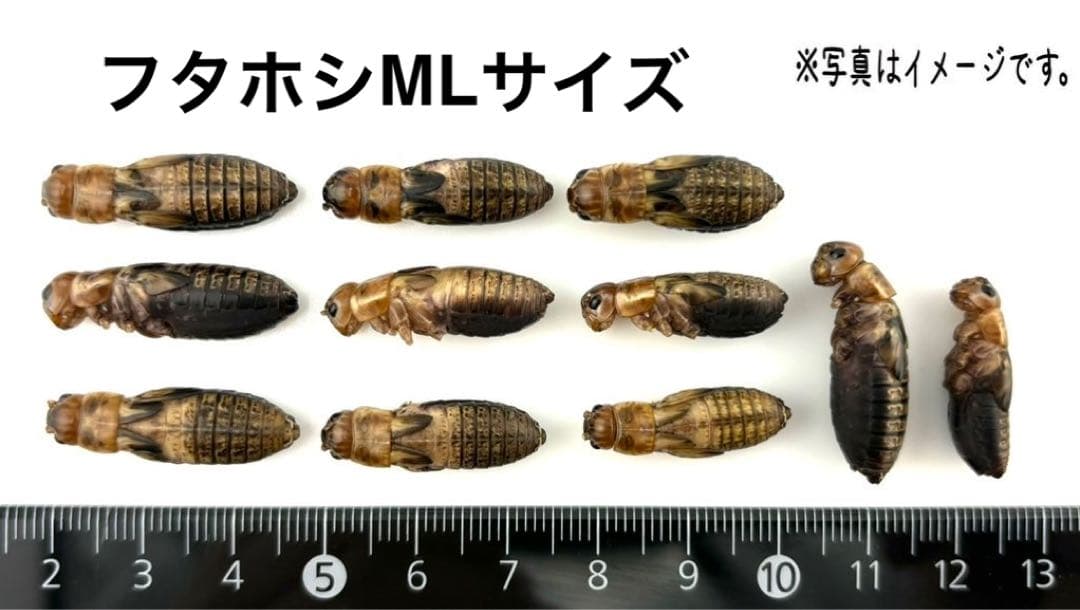 冷凍フタホシML約1300匹1kg冷凍コオロギ