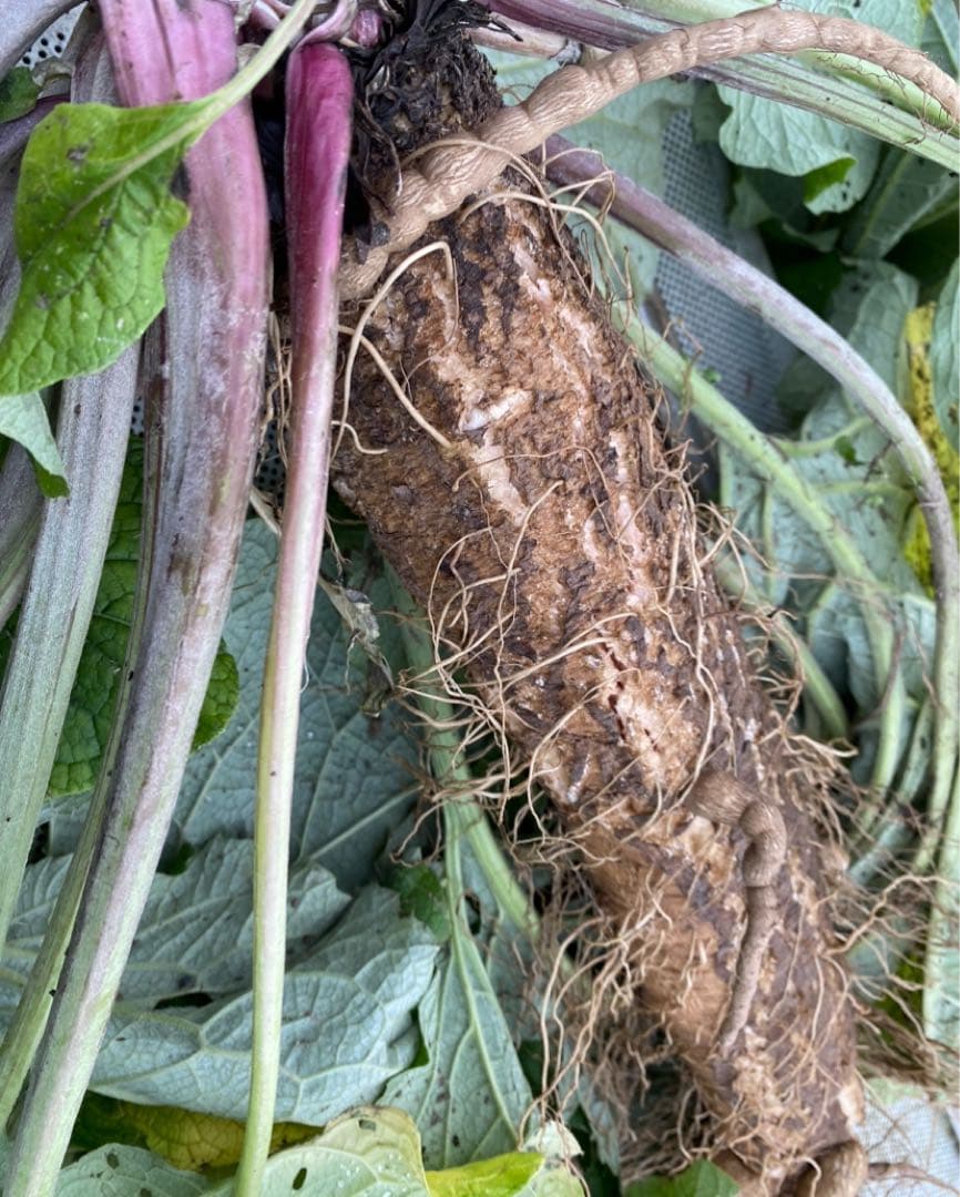 堀川ごぼう‼️新鮮‼️5kg以上‼️掘り立て‼️