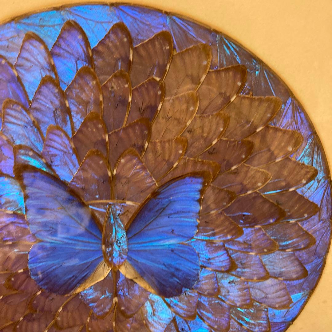 モルフォ蝶　貼り絵　アート