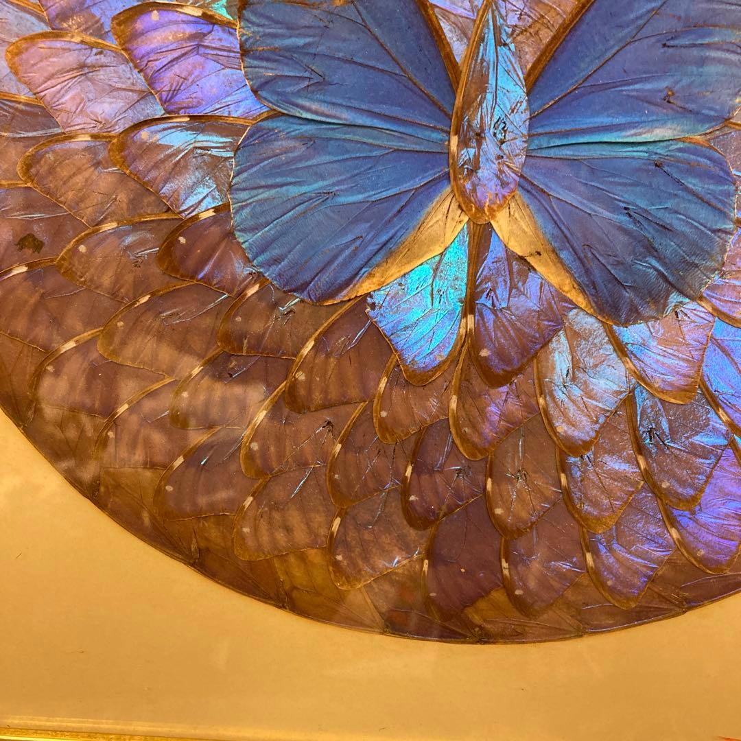 モルフォ蝶　貼り絵　アート