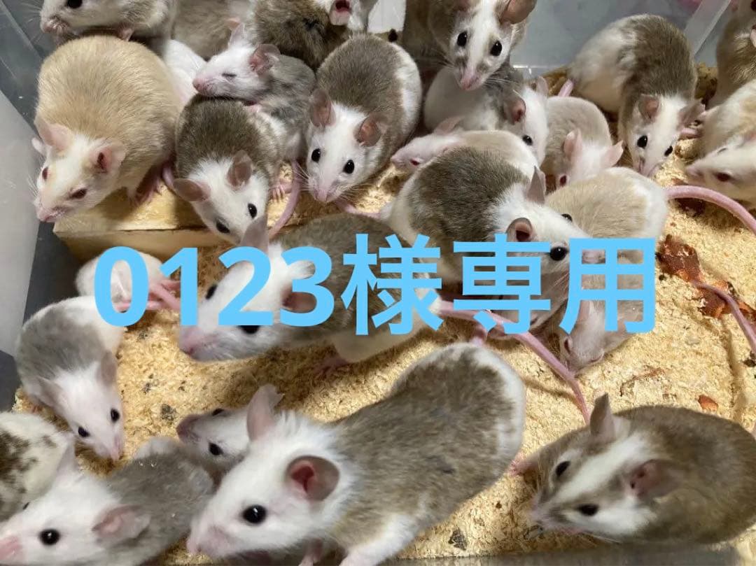 0123【冷凍】ヤワゲネズミ　リタイアサイズ80～100ｇ　40匹