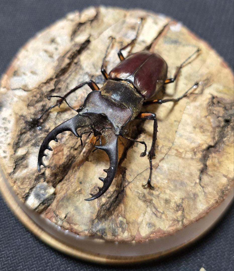 オオクワガタ ミヤマクワガタ 標本 ジオラマ 風