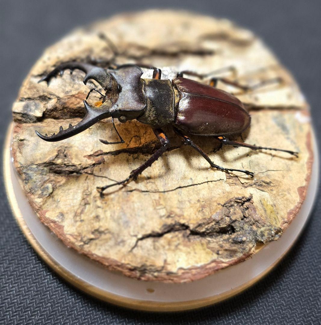 オオクワガタ ミヤマクワガタ 標本 ジオラマ 風