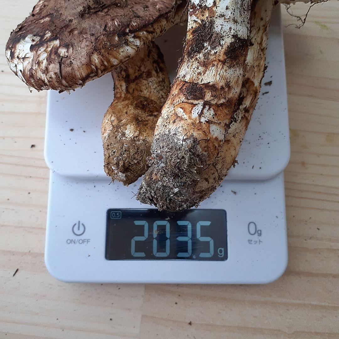 10/13 11時収穫 長野県産 松茸 国産 松茸 203g