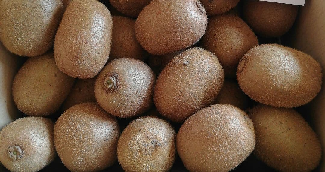 キウイフルーツ　17.5kg